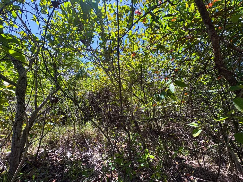 Spacious 59,086 m² Land in Síndigo, Caldera