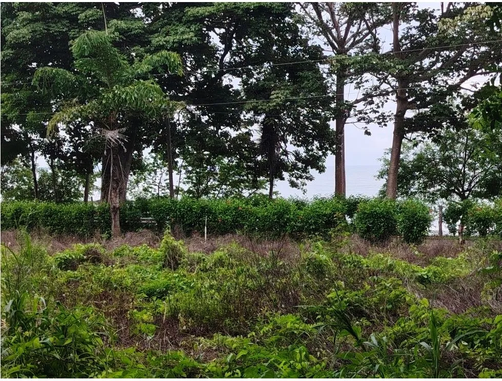 Oceanfront Lot for Sale in Playa Bucaro, Tonosí – Los Santos