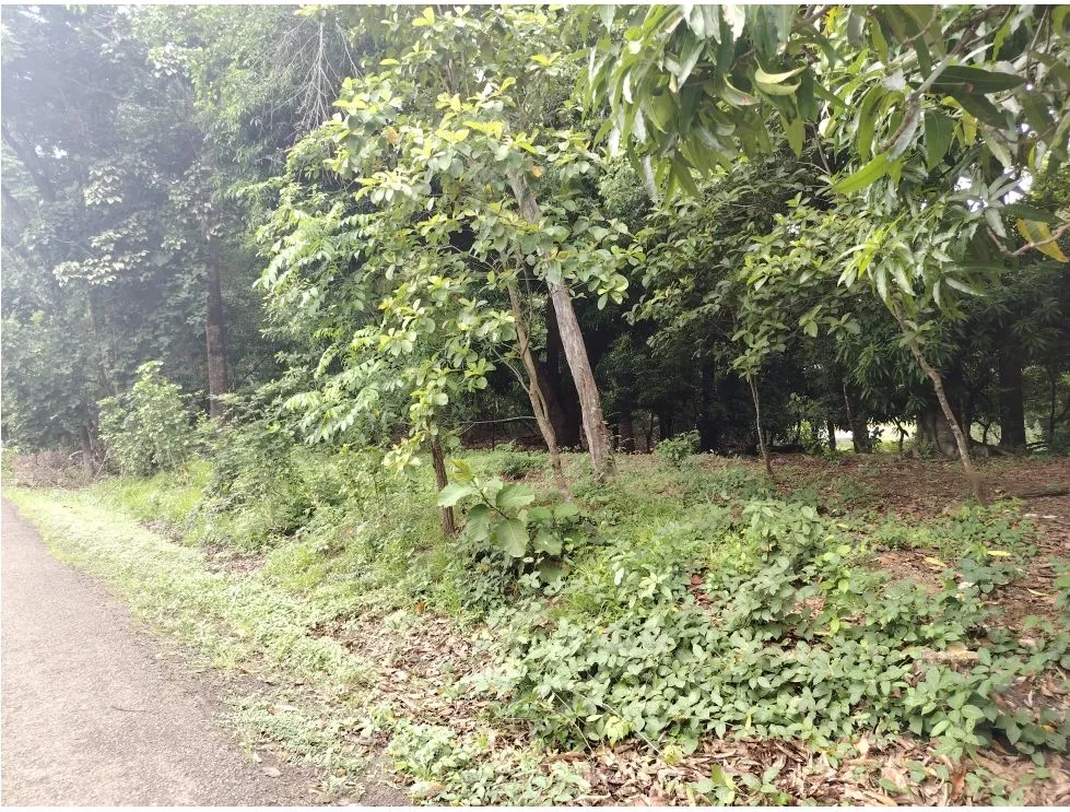 Lot for sale in Playa Guanico, Tonosí – Los Santos