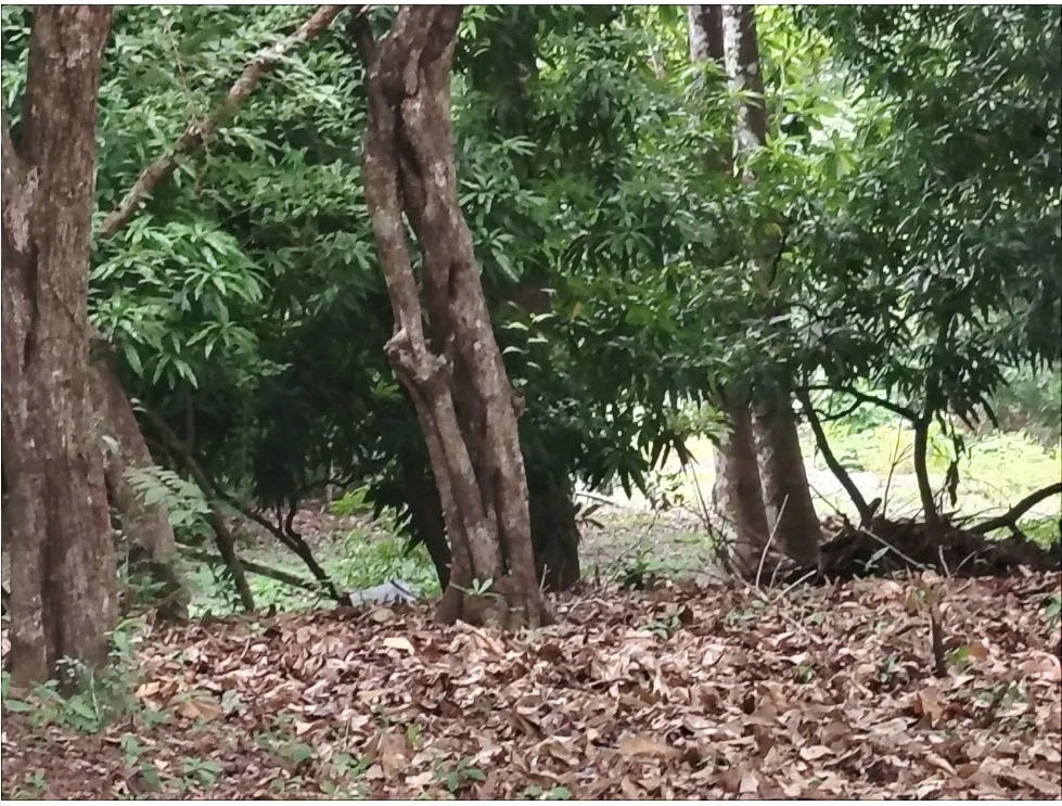 Lot for sale in Playa Guanico, Tonosí – Los Santos