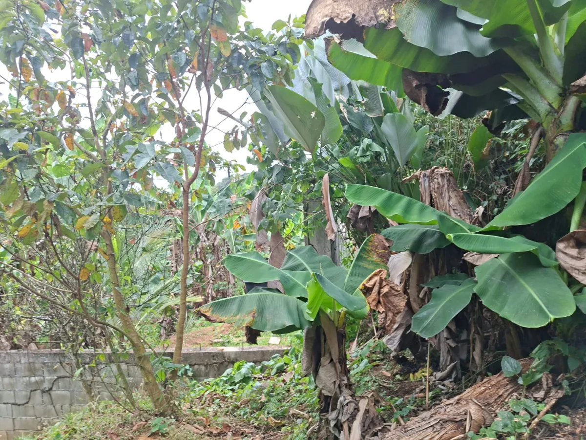 Lot for Sale in Cerro Azul Panama