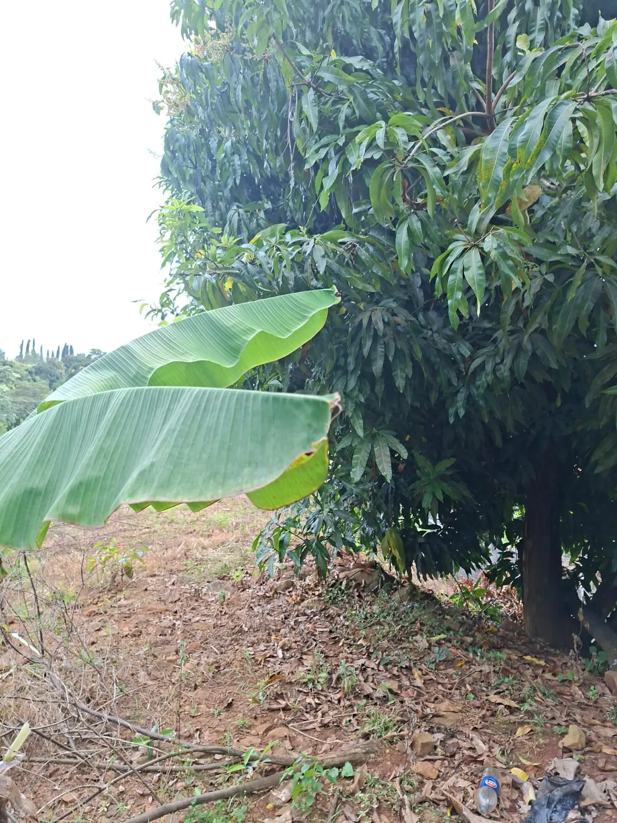 Lot for Sale in Cerro Azul Panama