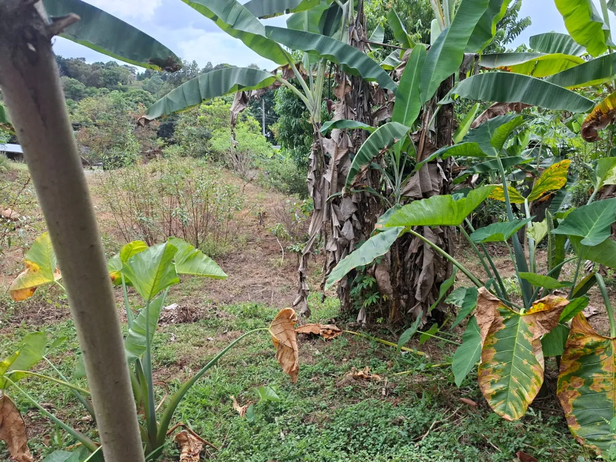 Lot for Sale in Cerro Azul Panama