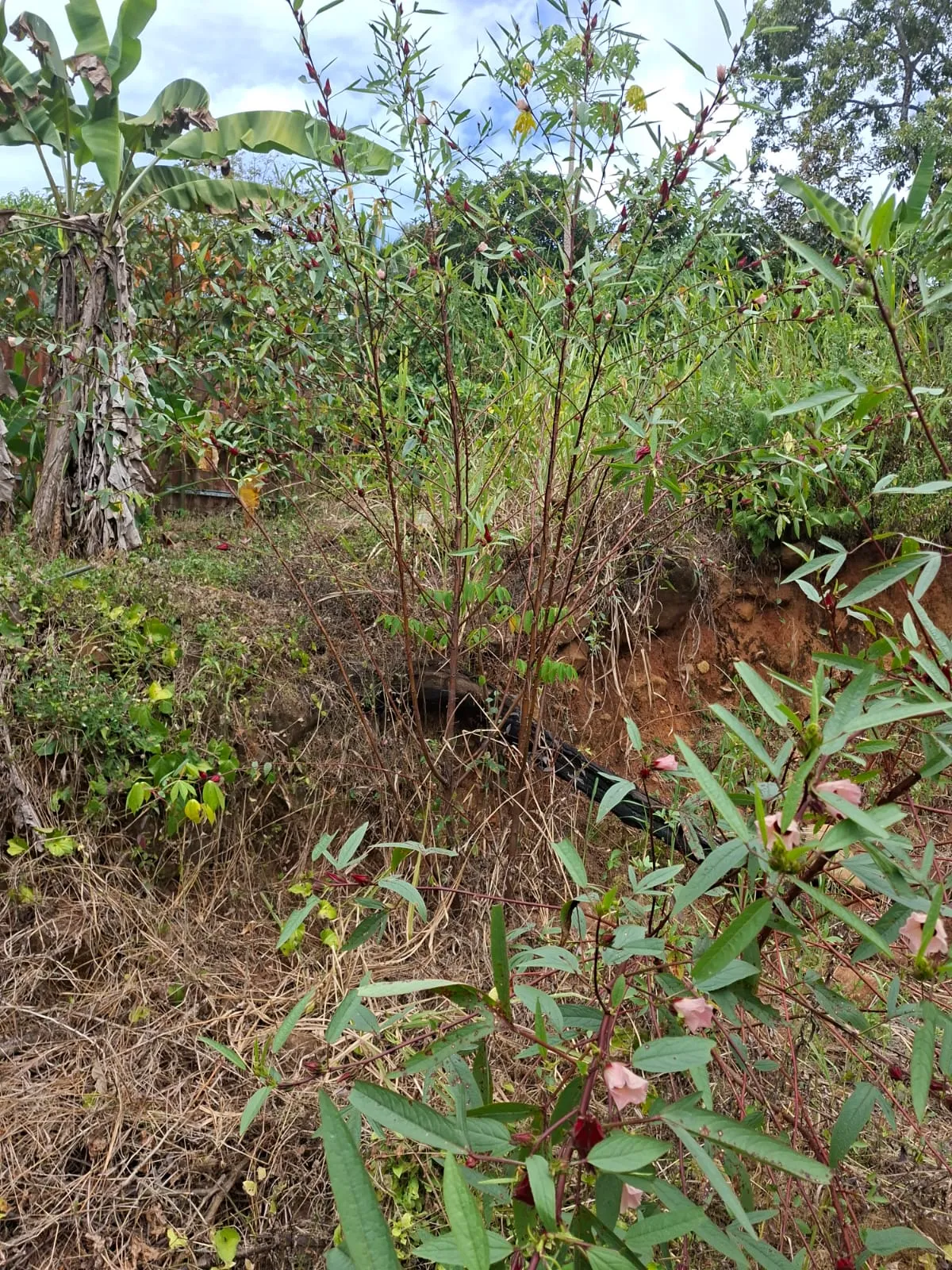 Lot for Sale in Cerro Azul Panama