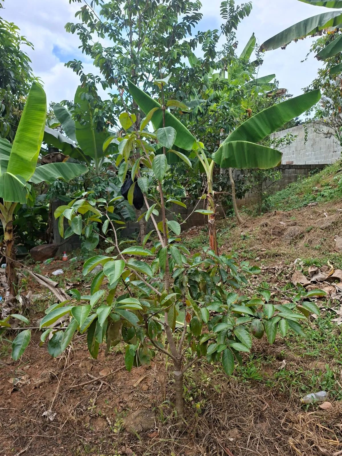 Lot for Sale in Cerro Azul Panama