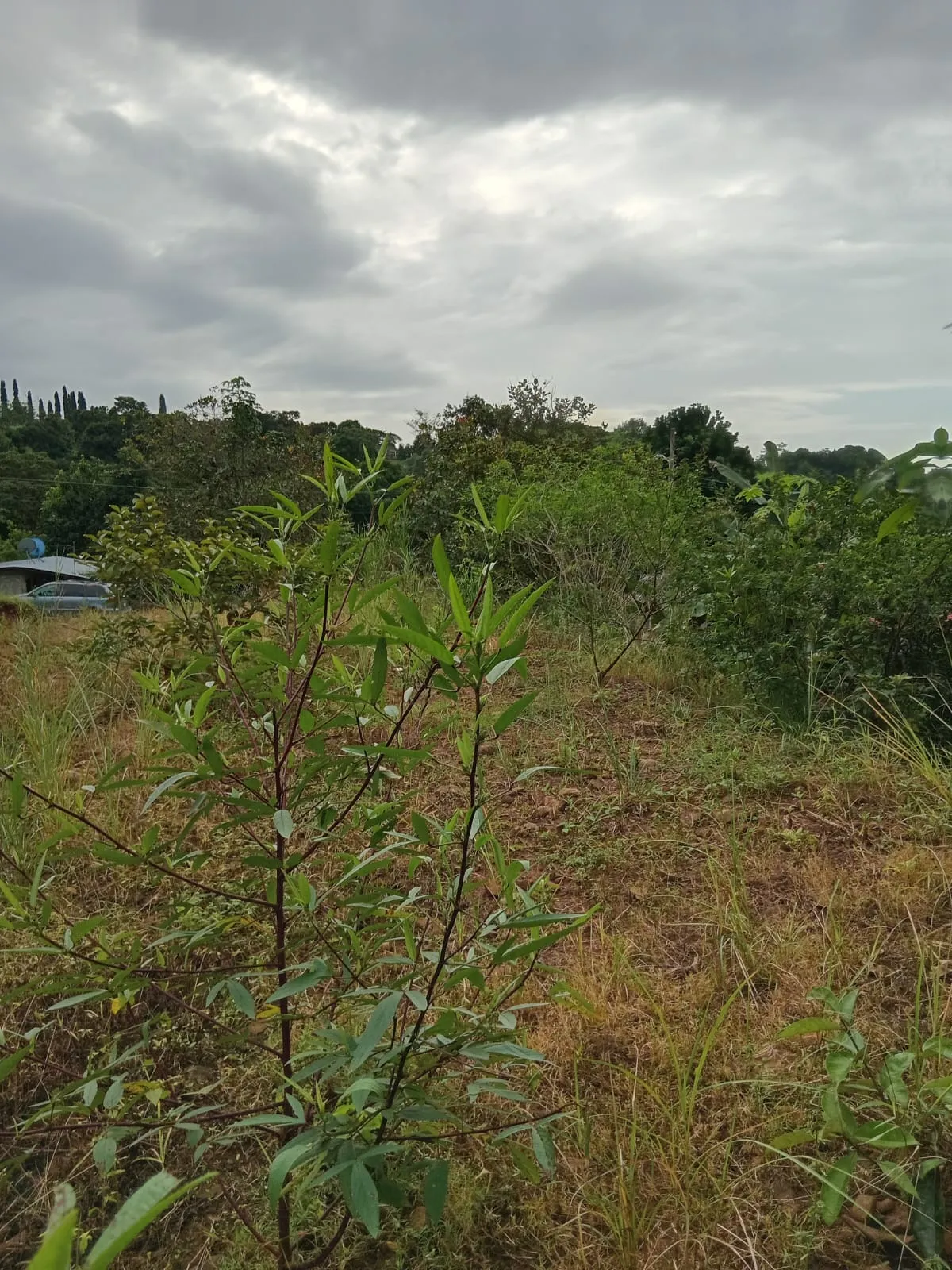 Lot for Sale in Cerro Azul Panama