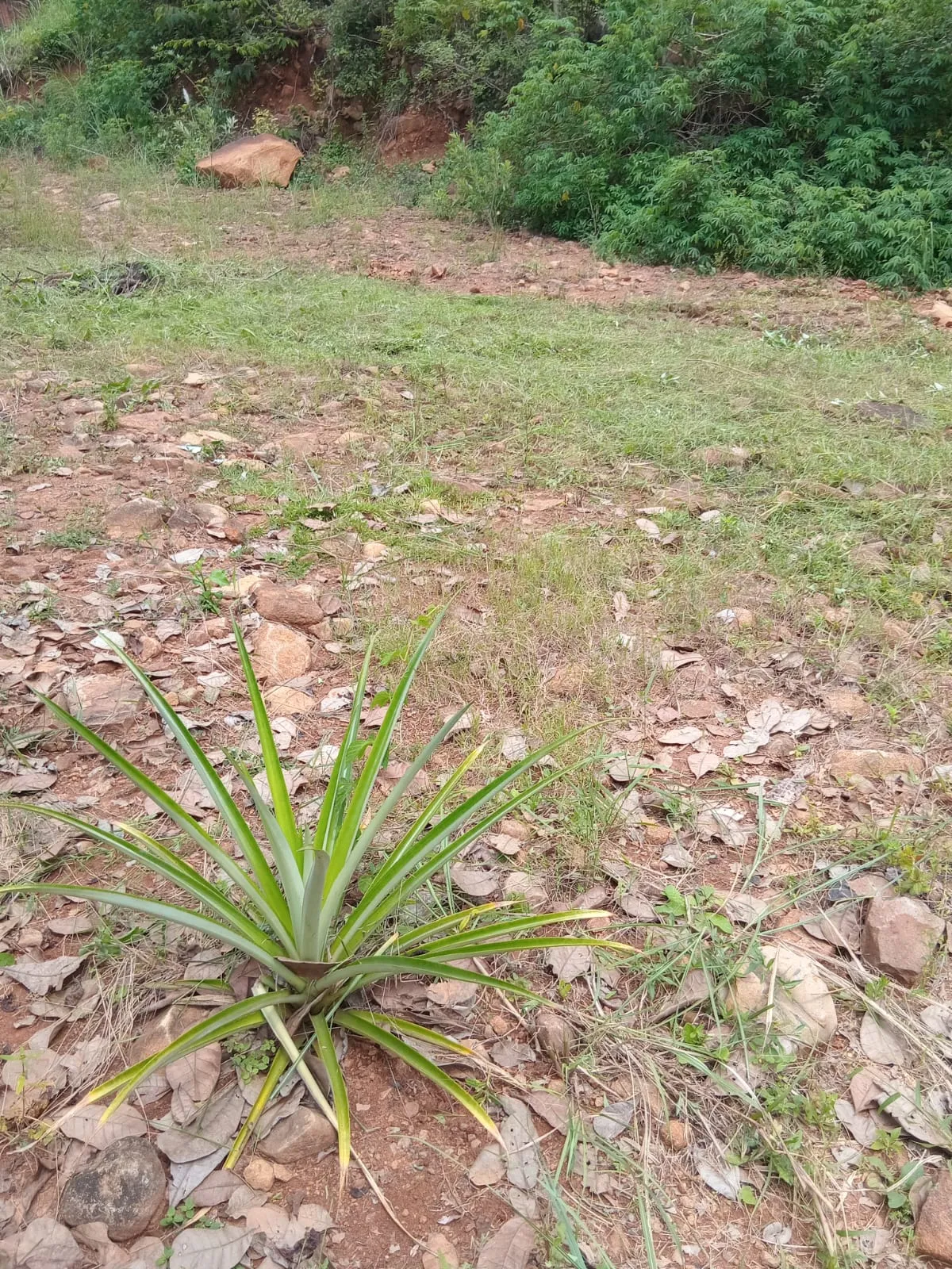 Lot for Sale in Cerro Azul Panama