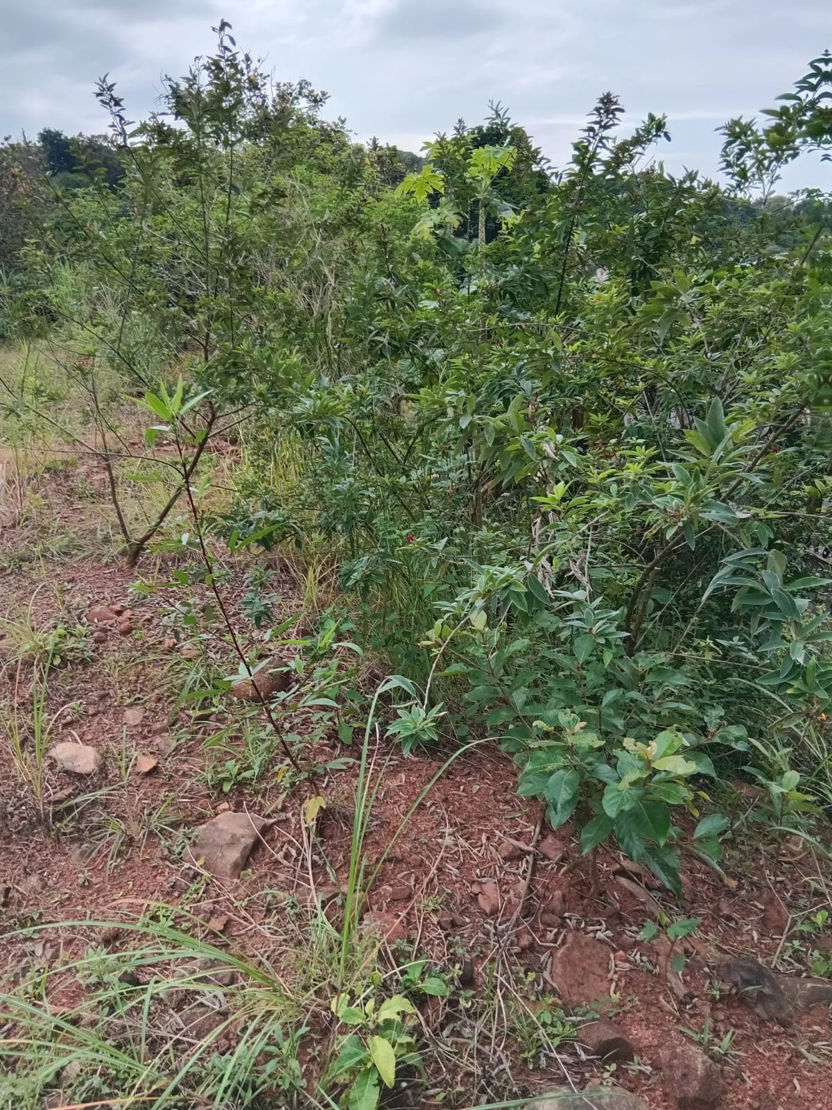 Lot for Sale in Cerro Azul Panama