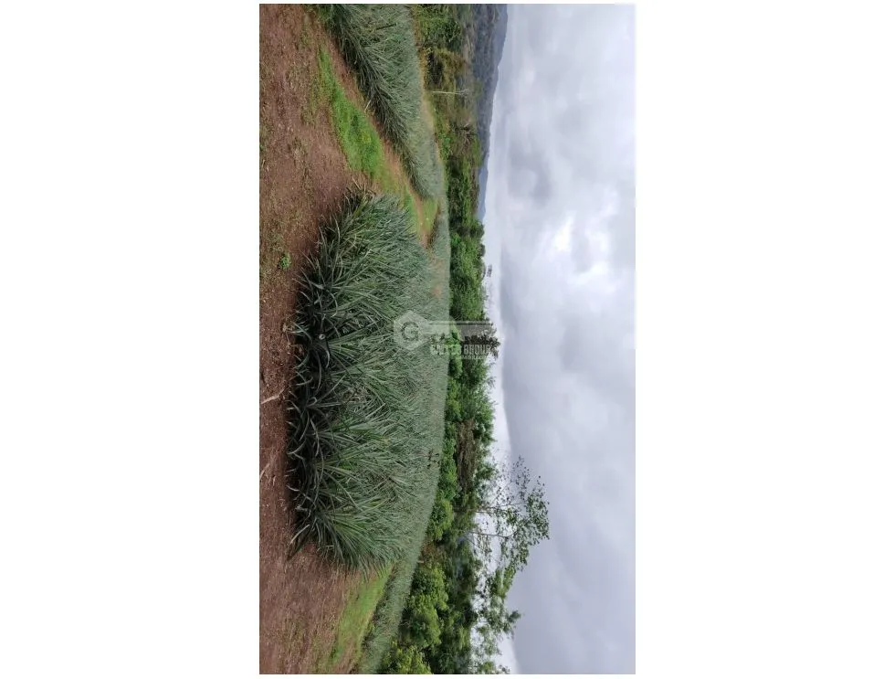 Terre / Ferme à Capira à vendre