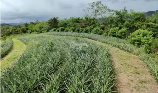 Land/Farm for sale in Capira