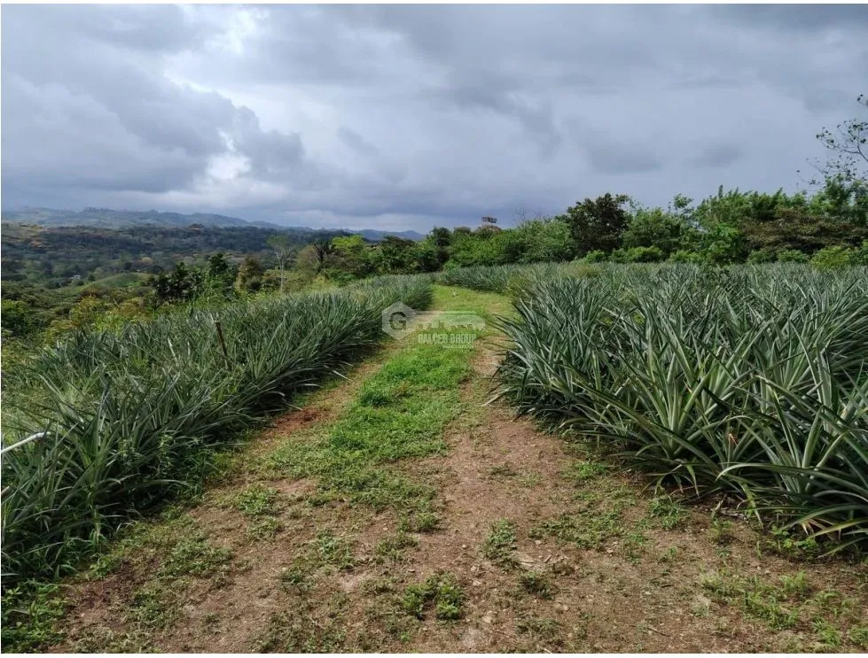Land/Farm for sale in Capira
