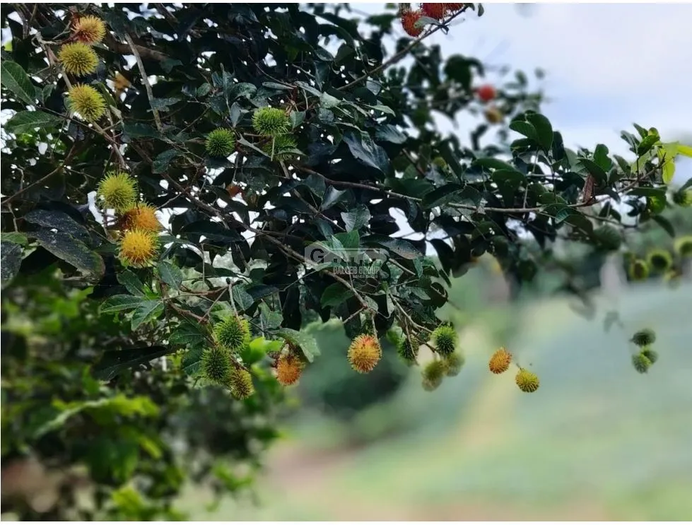 Land/Farm for sale in Capira