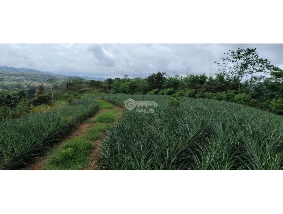 Land/Farm for sale in Capira