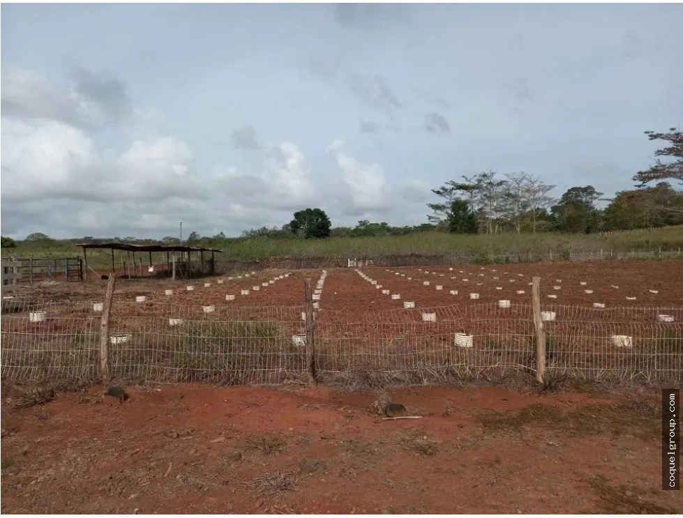 Land/Farm for sale in Chorrera