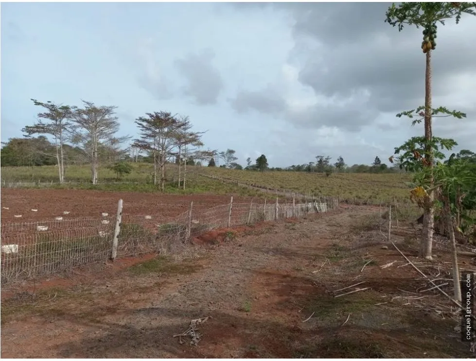 Land/Farm for sale in Chorrera