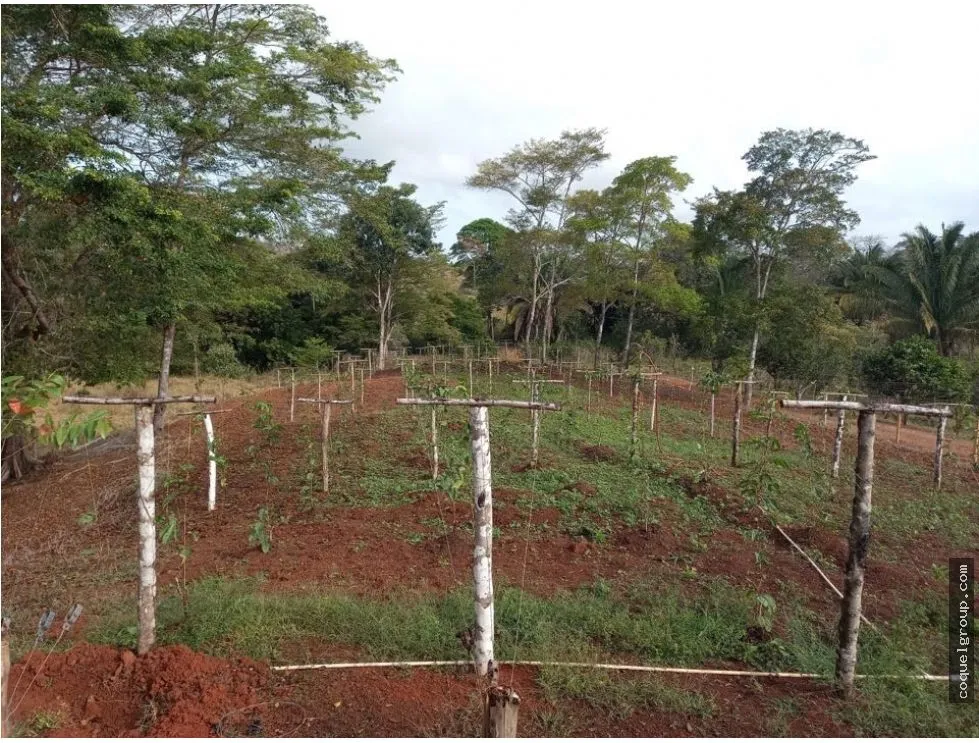 Land/Farm for sale in Chorrera