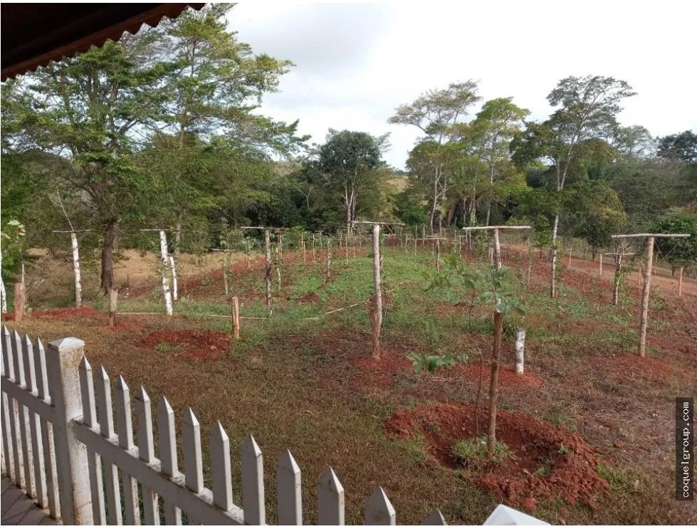 Land/Farm for sale in Chorrera