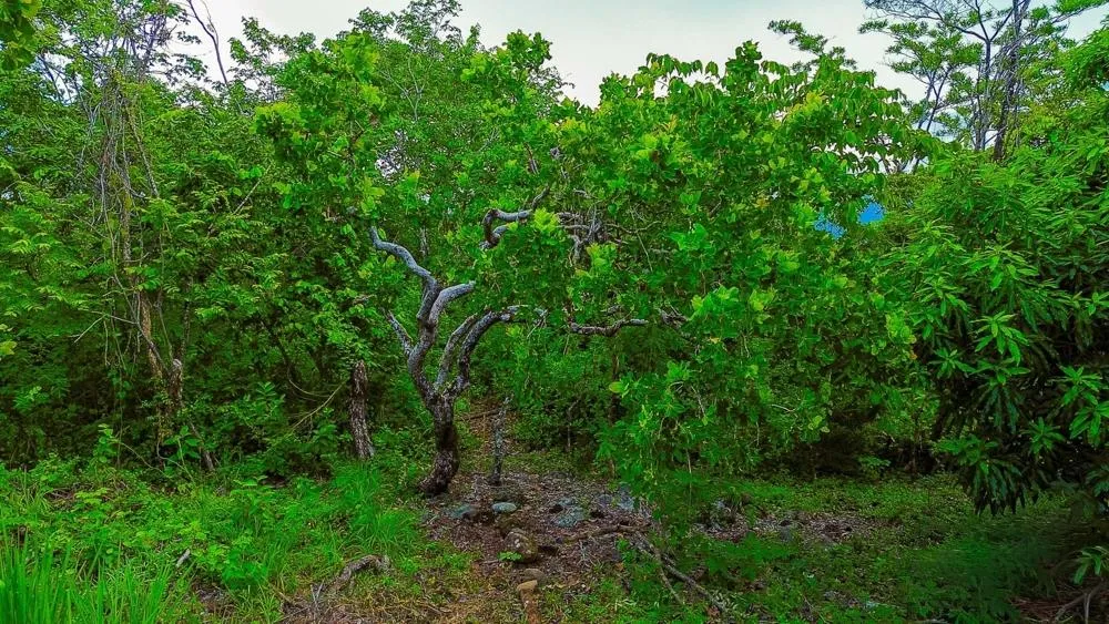 Terreno de 1 Hectárea en venta en Bijagual, Gualaca