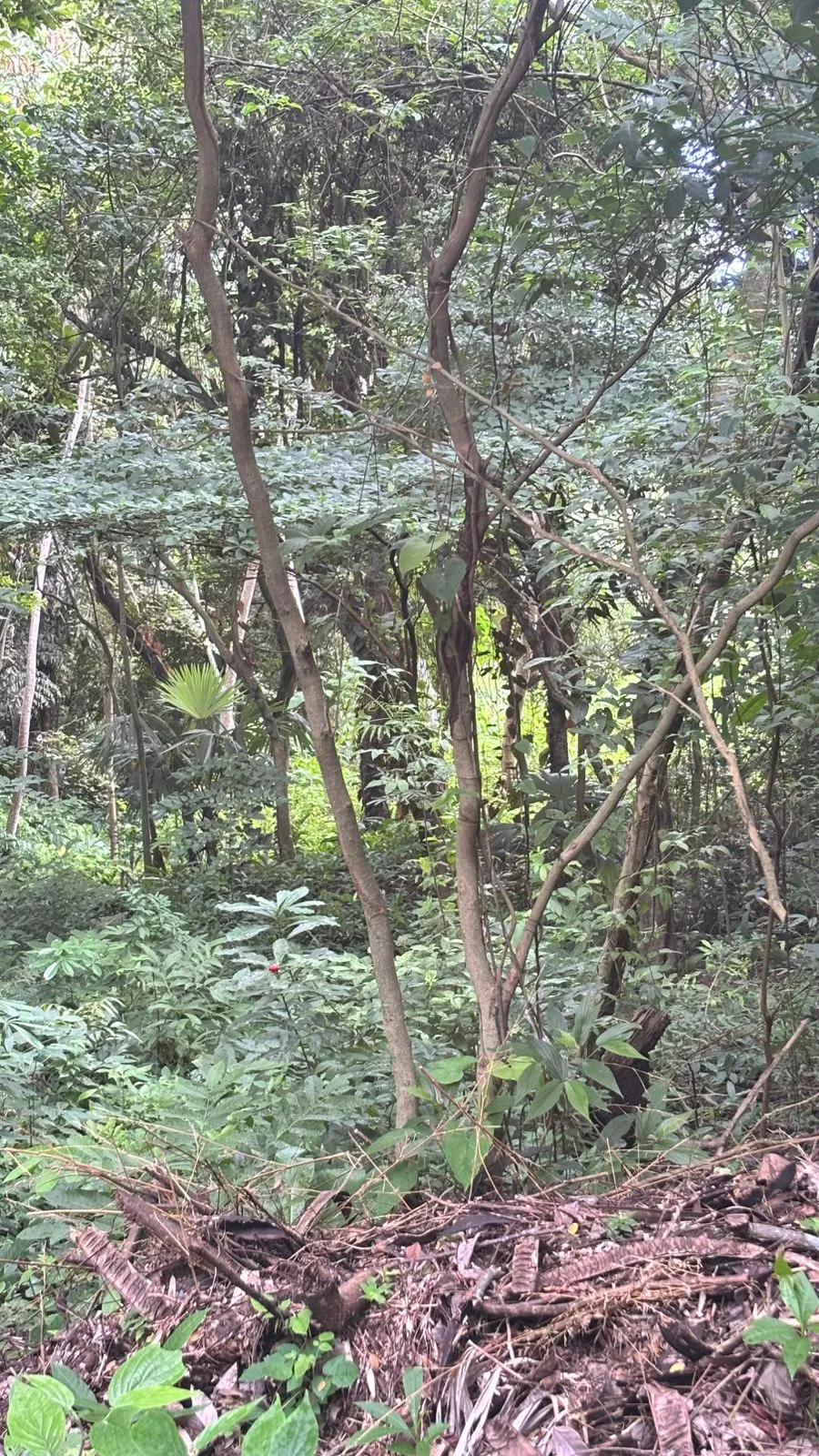 Terrain à bâtir à Veracruz à vendre
