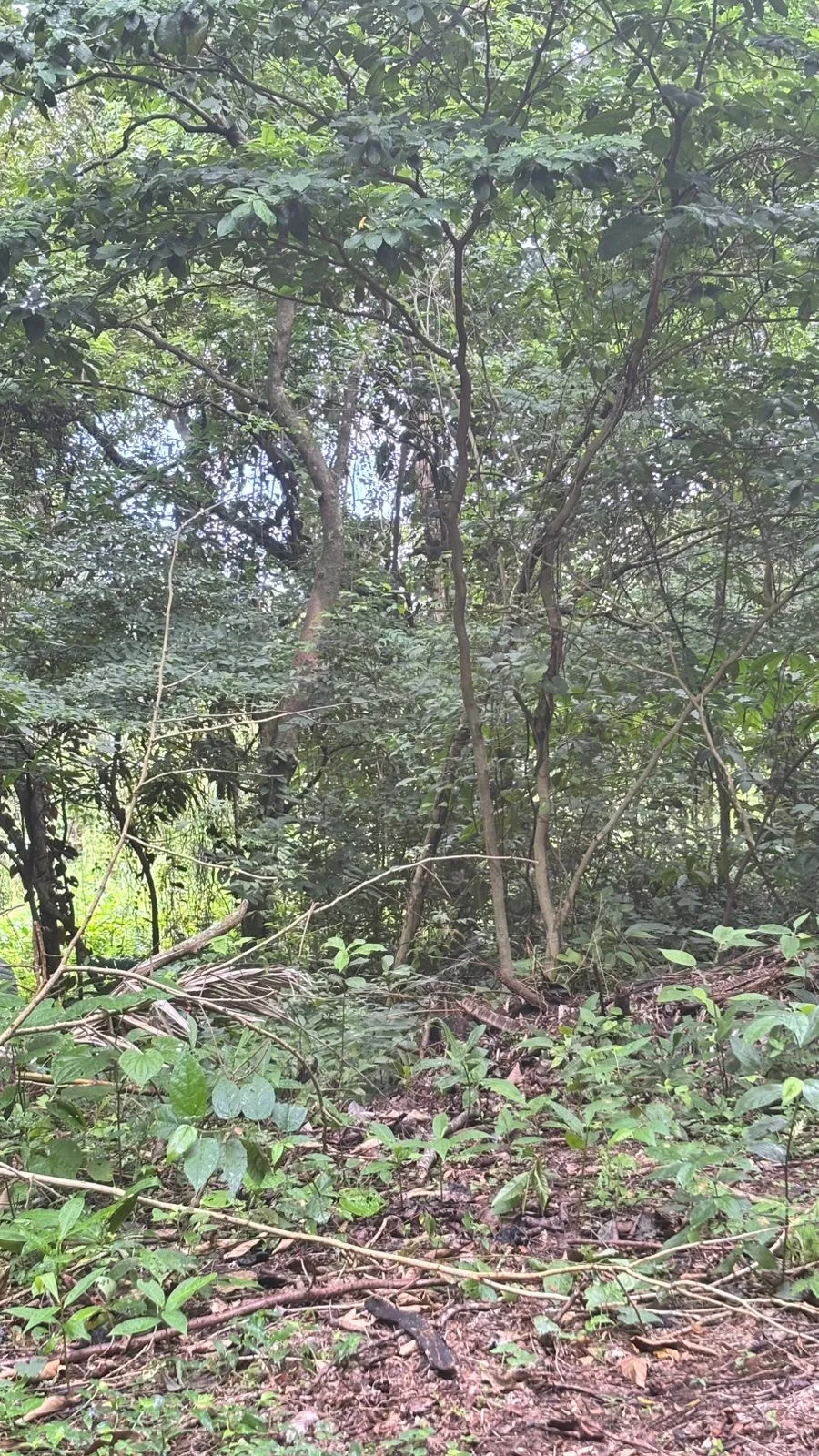 Terrain à bâtir à Veracruz à vendre