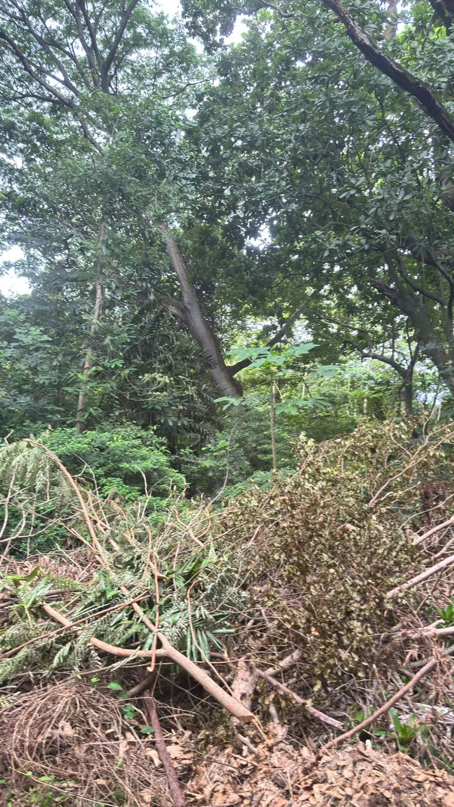 Terrain à bâtir à Veracruz à vendre