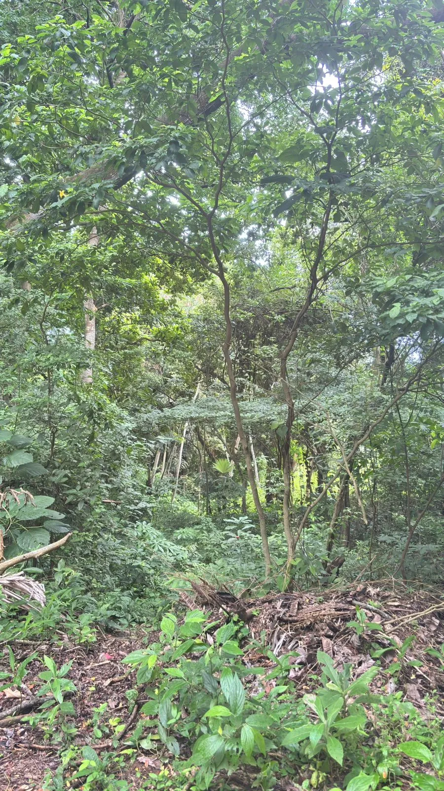 Terrain à bâtir à Veracruz à vendre