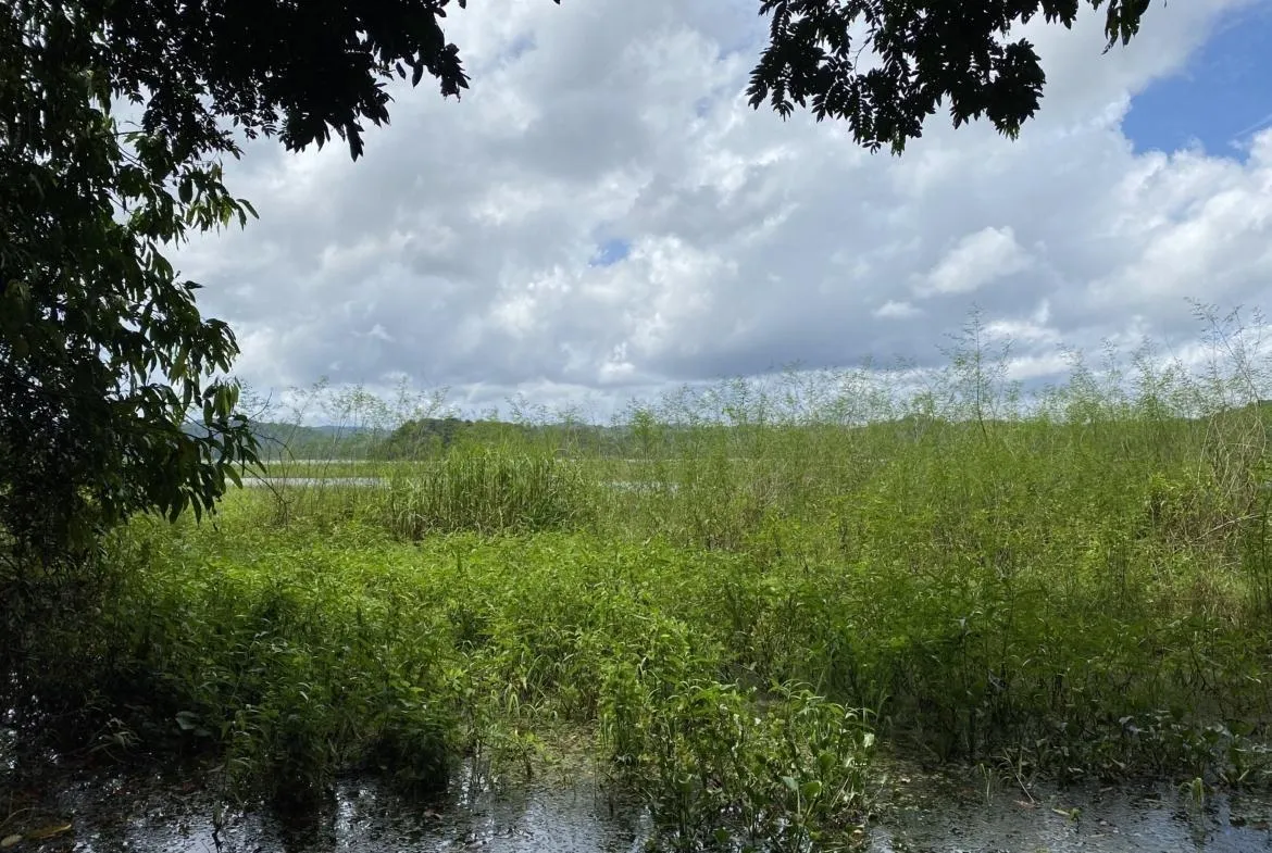 Farm for sale on the shores of Lake Gatún, Colón