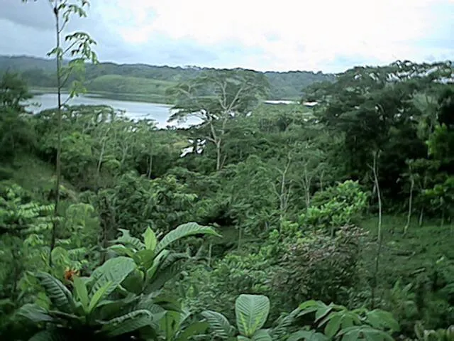 Farm for sale on the shores of Lake Gatún, Colón