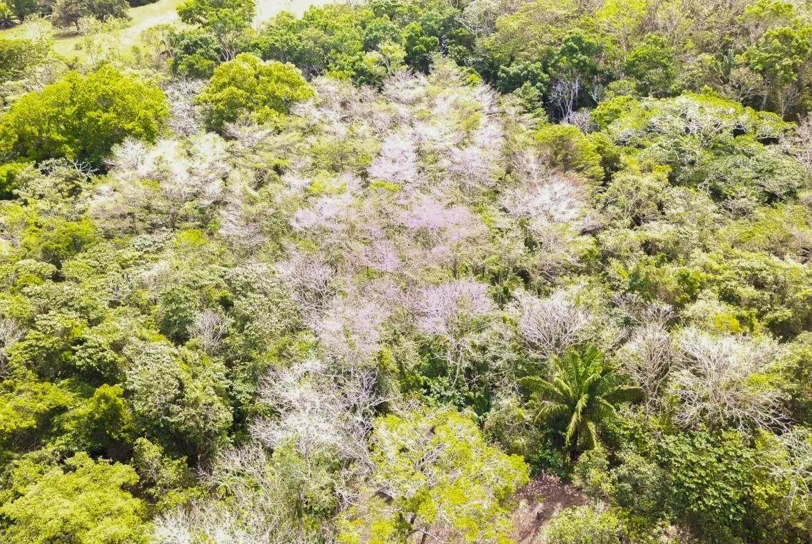 Extenso Terreno en La Mendoza, Chorrera