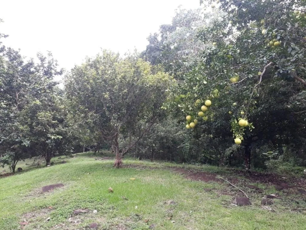 Extenso Terreno en La Mendoza, Chorrera