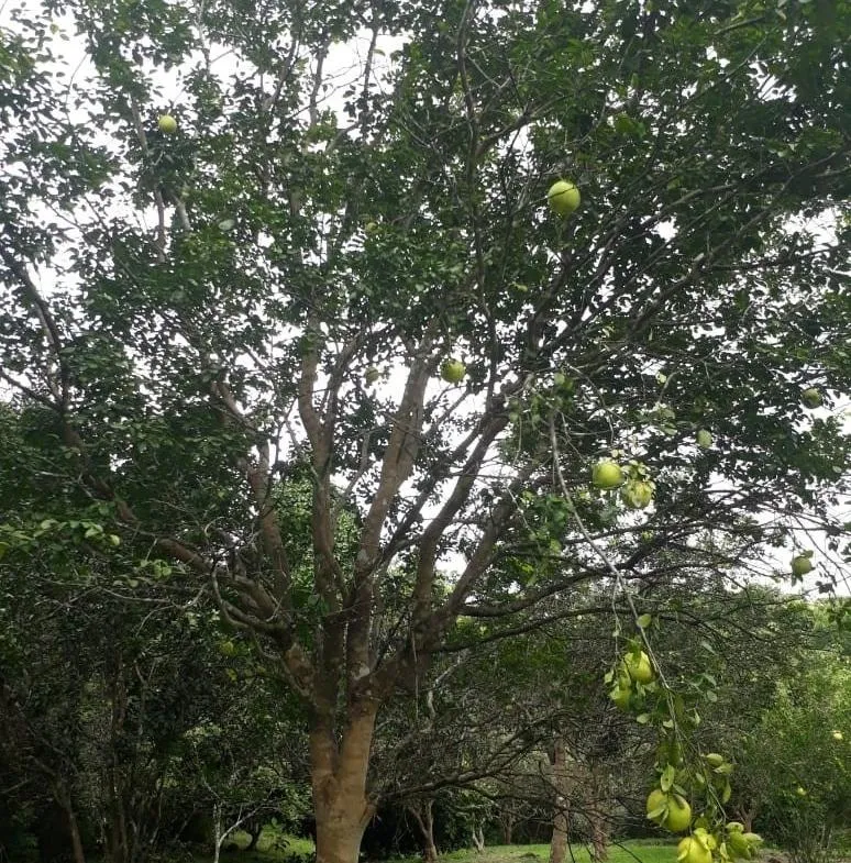 Extenso Terreno en La Mendoza, Chorrera