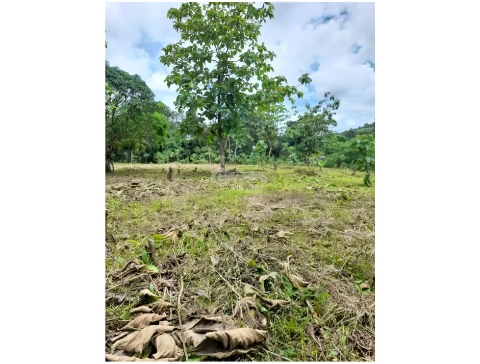 LAND / COLON / BUENA VISTA / 16570M² / WITH 2 HOUSES / ON MAIN AVENUE