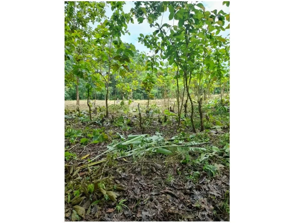 LAND / COLON / BUENA VISTA / 16570M² / WITH 2 HOUSES / ON MAIN AVENUE