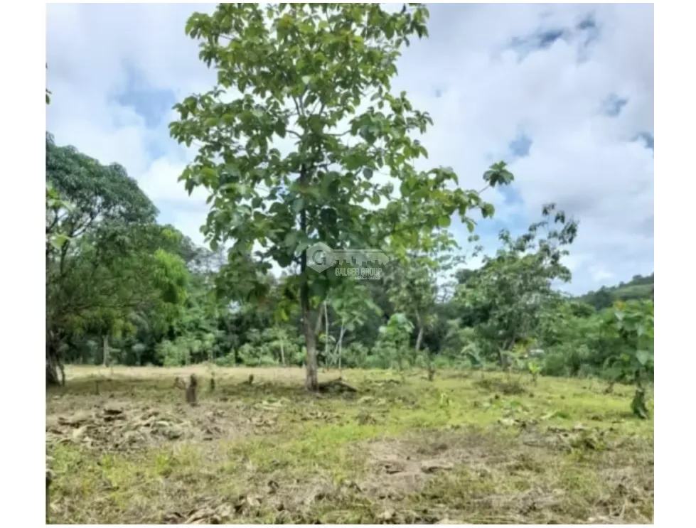 LAND / COLON / BUENA VISTA / 16570M² / WITH 2 HOUSES / ON MAIN AVENUE