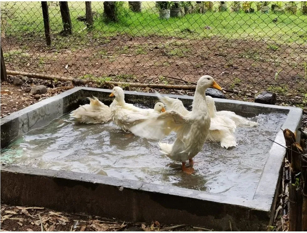 Terre / Ferme à Chame à vendre