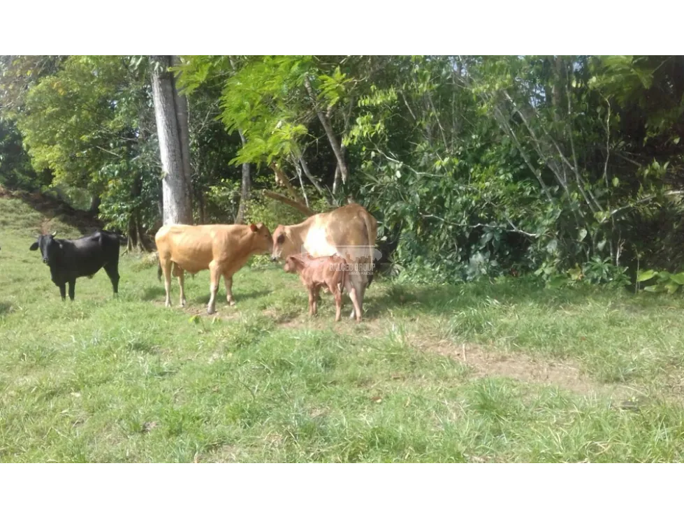 Land/Farm for sale in Colon
