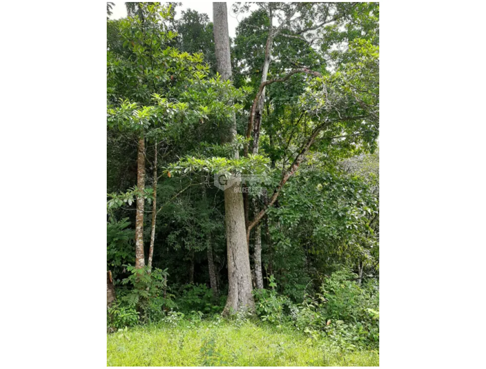 Land/Farm for sale in Colon