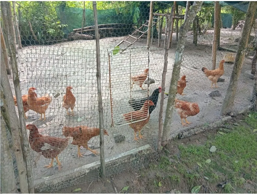 Terre / Ferme à San Carlos à vendre