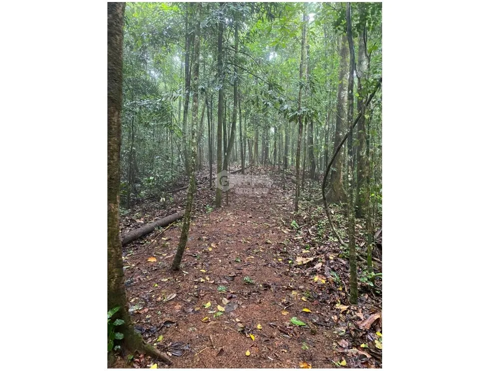 CERRO AZUL / TERRENO / 55 HECATREAS / BOSQUE / RIO / QUEBRADAS