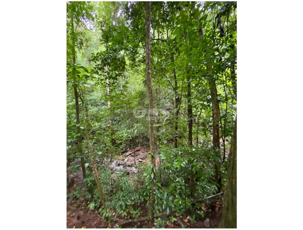 CERRO AZUL / TERRENO / 55 HECATREAS / BOSQUE / RIO / QUEBRADAS