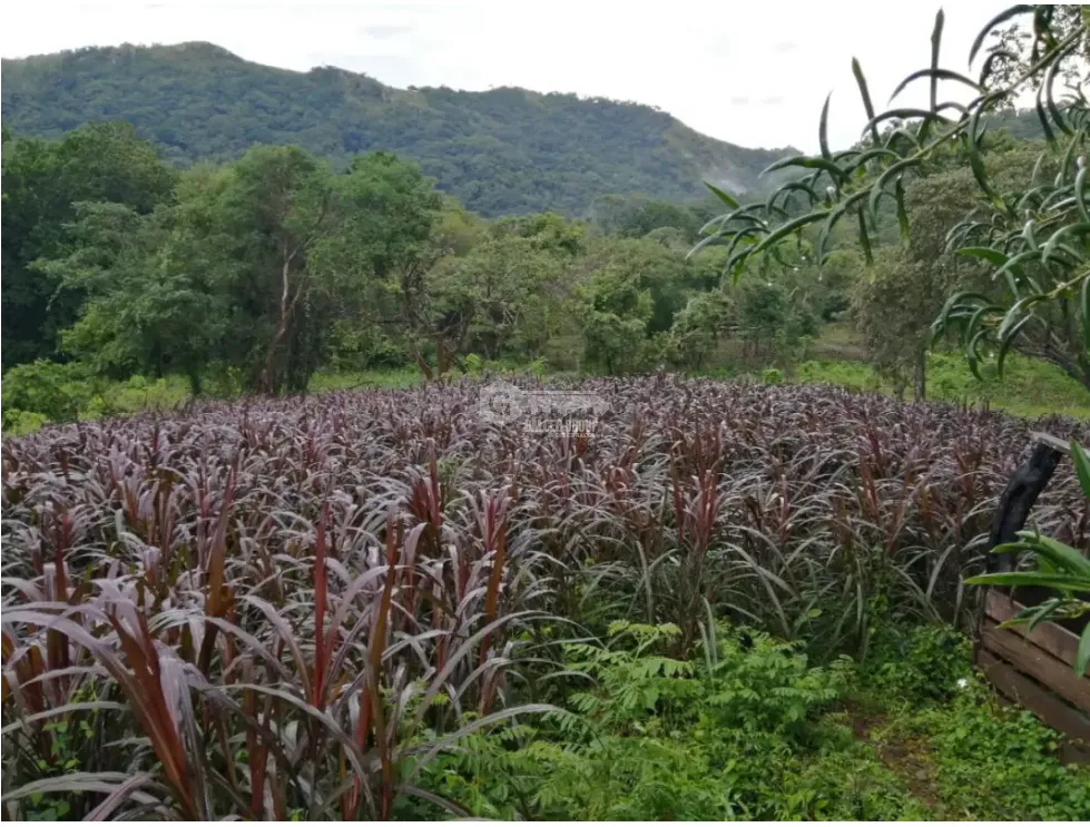CAPIRA / CERMEÑO / FINCA / 88 HECTAREAS / 5 LAGOS