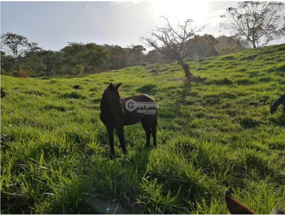CAPIRA / CERMEÑO / FINCA / 88 HECTAREAS / 5 LAGOS
