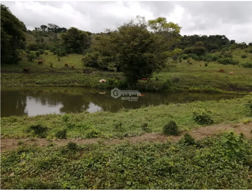 CAPIRA / CERMEÑO / FINCA / 88 HECTAREAS / 5 LAGOS