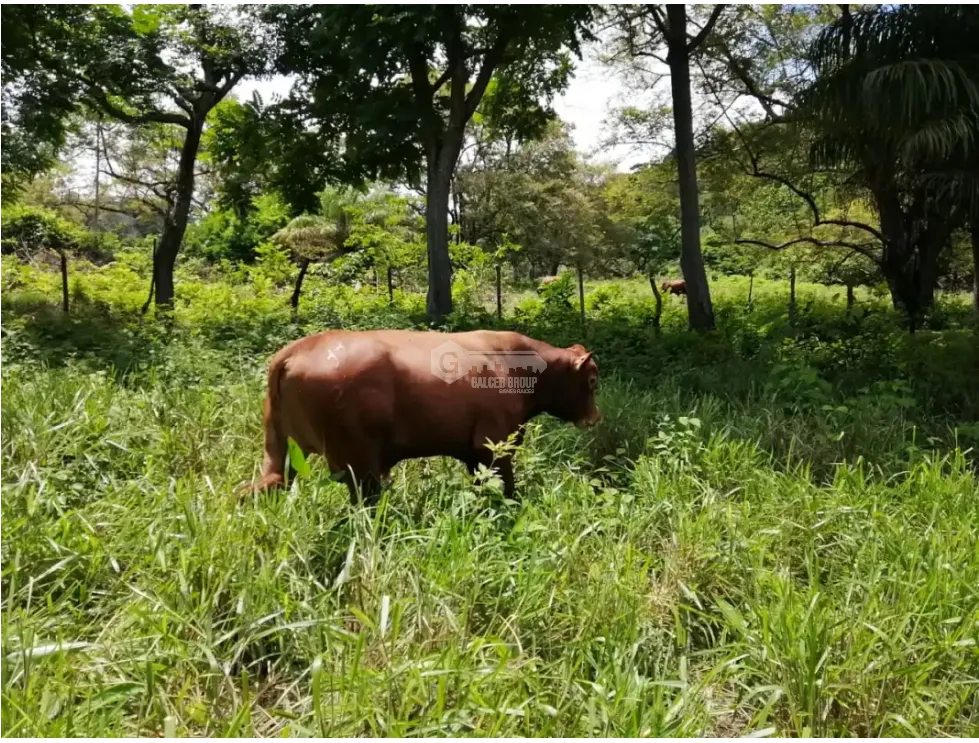 CAPIRA / CERMEÑO / FINCA / 88 HECTAREAS / 5 LAGOS