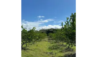 Land/Farm for sale in Cocle