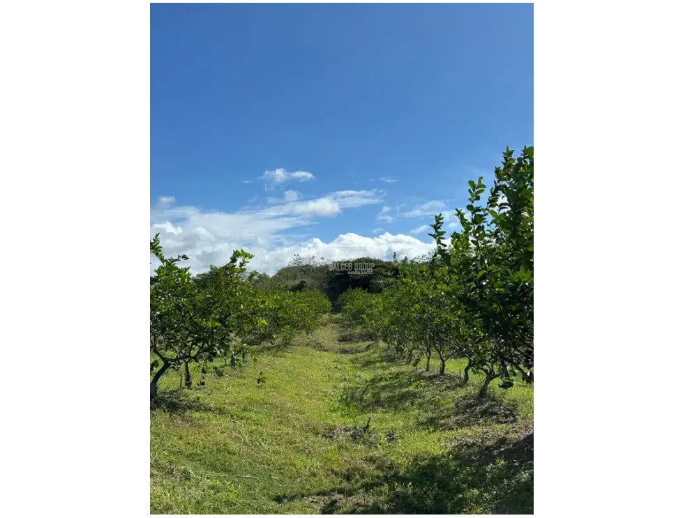 Land/Farm for sale in Cocle