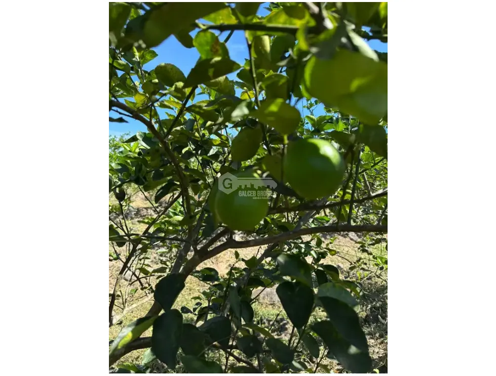 Land/Farm for sale in Cocle