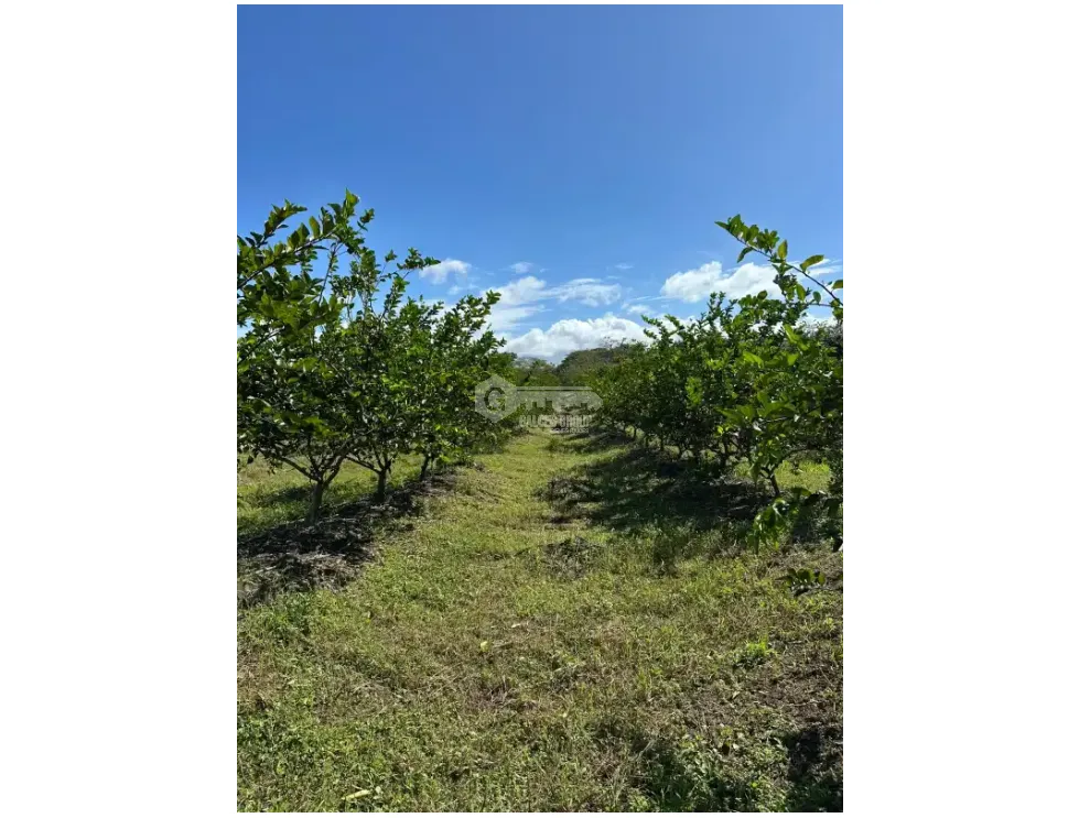 Land/Farm for sale in Cocle