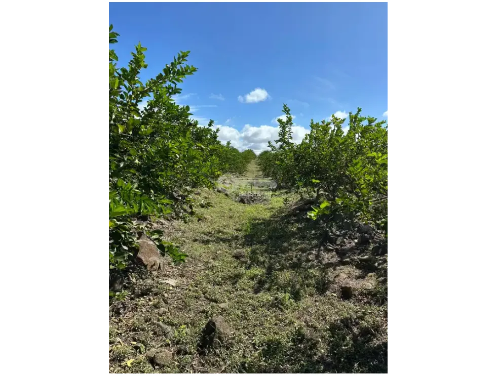 Land/Farm for sale in Cocle