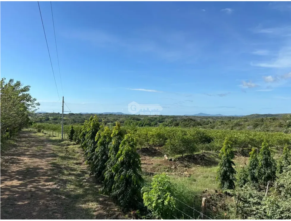 Land/Farm for sale in Cocle